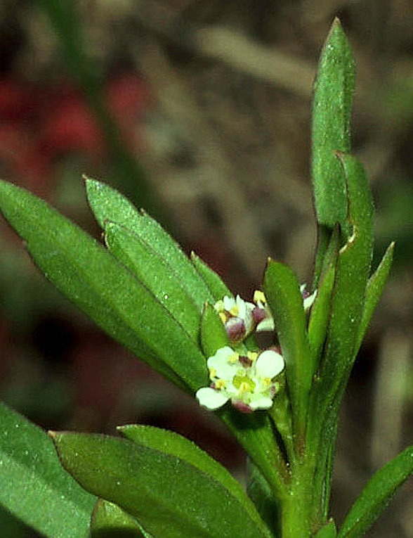 piantina a fiorellini microscopici - Lepidium virginicum